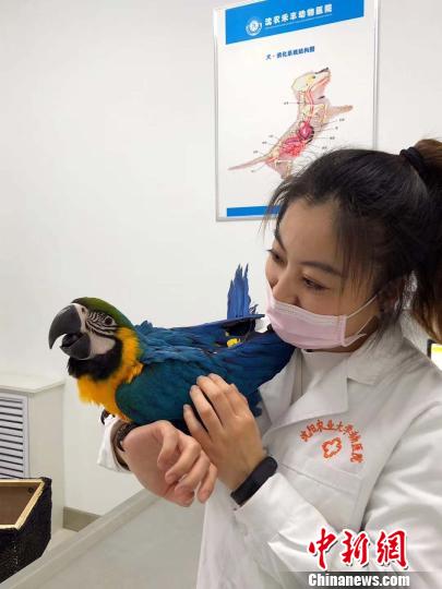 鹦鹉小患者跟美女医生合影。 赵桂华 摄