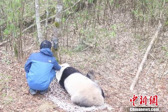 大熊猫“淘淘”再次放归自然 自然保护区 供图