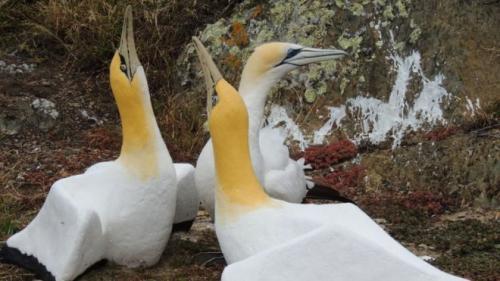 塘鹅”奈杰尔“爱上石雕”伴侣“痴心不改。前方为两只石雕,后方为塘鹅“奈杰尔”。(图片来源:马纳岛之友网站)