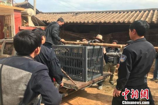 云南丽江一村民误把熊当狗养了3年 发现后被没收