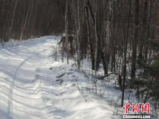 黑龙江伊春现受伤雄性东北虎 目前已被成功救治