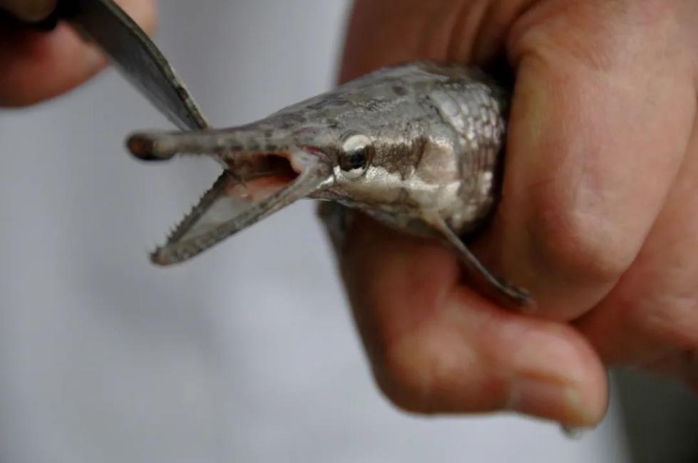 外来物种入侵|中国已发现660多种外来入侵物种 这类尤须警惕