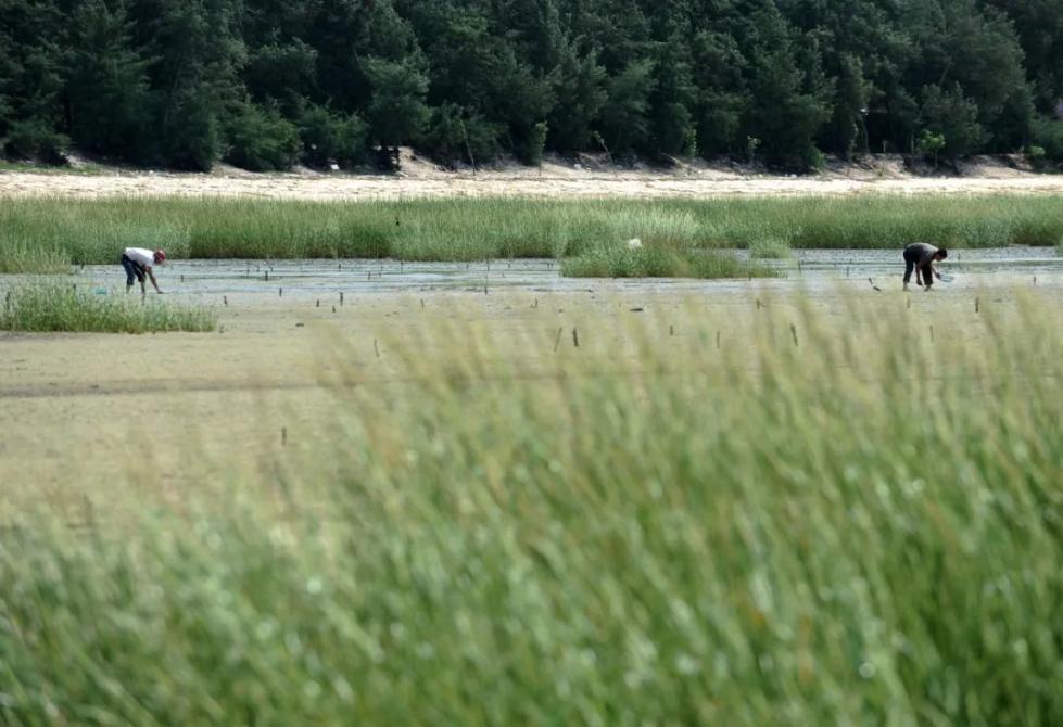 外来物种入侵|中国已发现660多种外来入侵物种 这类尤须警惕