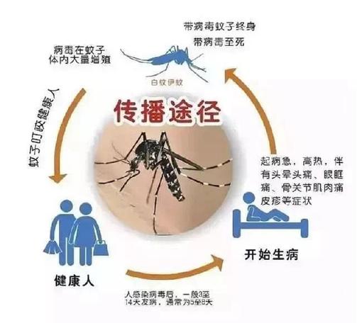 传播|登革热通过空气传播？！这些“真”知识了解一下