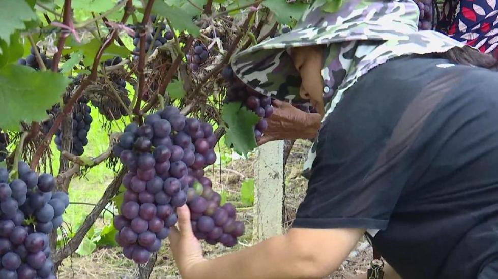 茶家村|广西富川：产业强村庄美 乡村振兴底气足