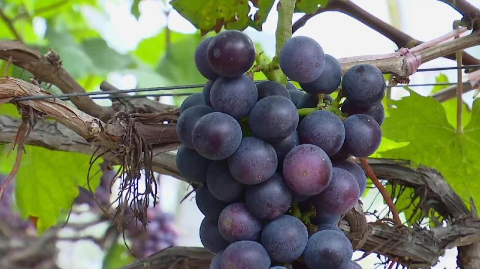 茶家村|广西富川：产业强村庄美 乡村振兴底气足