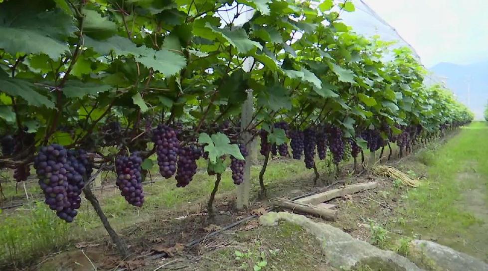 茶家村|广西富川：产业强村庄美 乡村振兴底气足