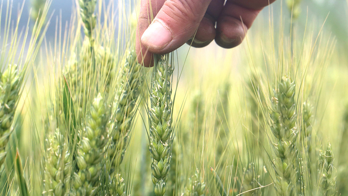 国家统计局|“小麦收购量减少近千万吨，会发生粮荒”？这是误读