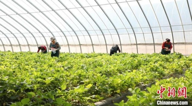 ɫ�ʰ�쵵��ɿ������࿪�ţ�ˮ���ƹϡ�����������ݮ�ȹ��߳���ϲ�ˣ���ժ���ο����ﲻ���������� ��