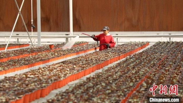 ���ˡ��޼�����ˮ��һ����æµ����Ӱ�����ڹ�԰����߲˻��ܷ��������С������� ��