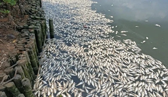已捞出约8吨！海口红城湖现大量死鱼，原因披露.jpg