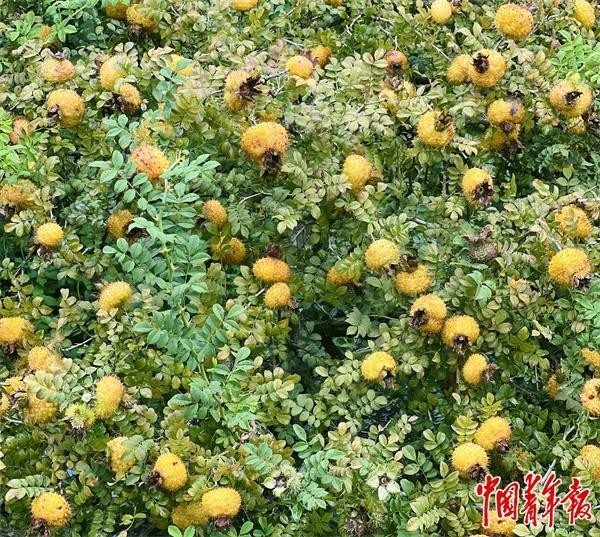 球速体育：院士专家下乡记：为孩子“摘星”帮土地“点金”(图2)