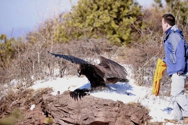 探访宁夏六盘山野生动物收容救护中心——搭建海拔2200米的“生命方舟”(图1)
