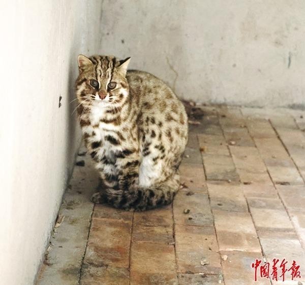 探访宁夏六盘山野生动物收容救护中心——搭建海拔2200米的“生命方舟”(图3)