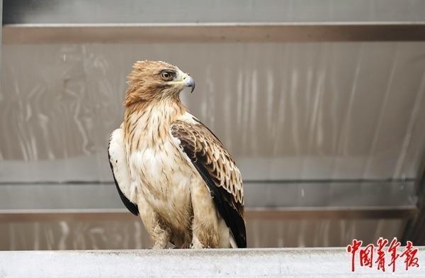 探访宁夏六盘山野生动物收容救护中心——搭建海拔2200米的“生命方舟”(图4)