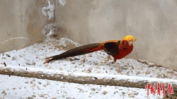 探访宁夏六盘山野生动物收容救护中心——搭建海拔2200米的“生命方舟”(图7)