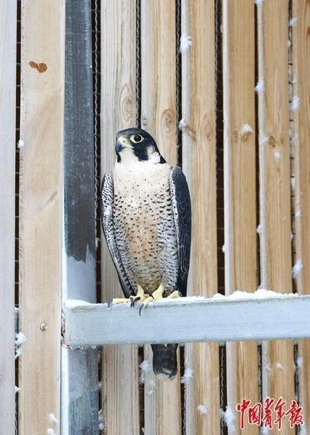 探访宁夏六盘山野生动物收容救护中心——搭建海拔2200米的“生命方舟”(图8)