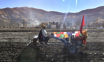 西藏农牧业跨越式发展结出“金色”果实.jpg