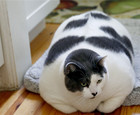 美国18公斤重猫咪亮相.jpg