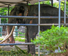 大象爱与游客互动.jpg