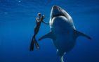 大白鲨重达2吨.jpg