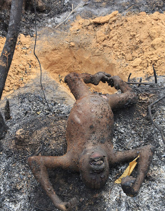 印尼保护区3只大猩猩被烧死或是农民烧荒所致