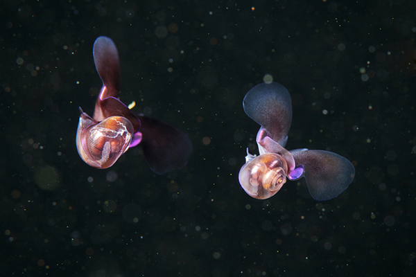 大海里的精灵盘点高颜值海底生物