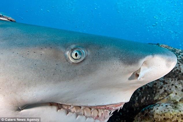 这条鲨鱼总是保持微笑 神似动画角色(组图)