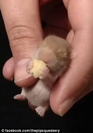 仓鼠宝宝眯眼睛吃南瓜子萌翻众网友