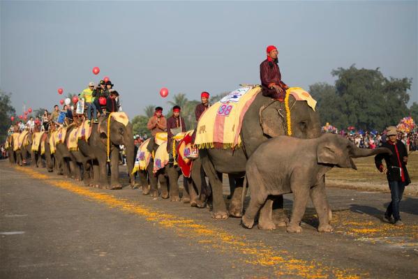 老挝大象节上的大象表演组图