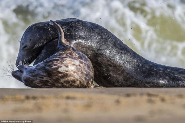 可爱海豹也凶猛 打斗旗鼓相当难分胜负