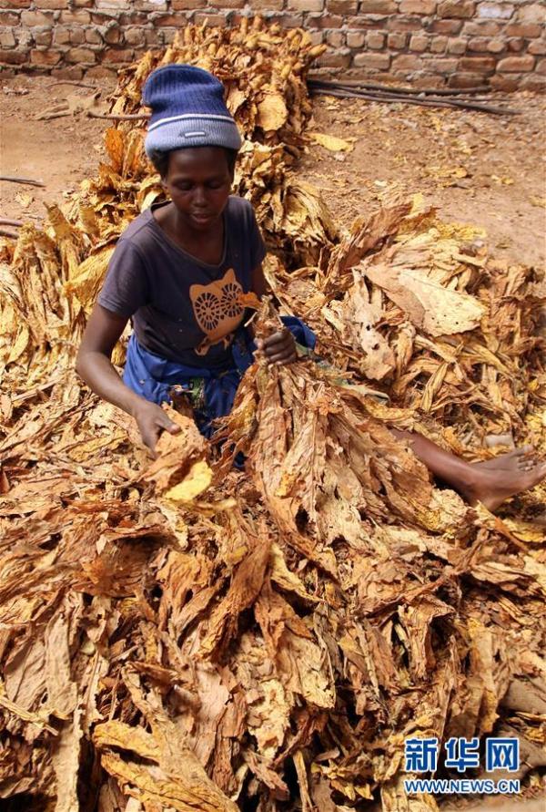 津巴布韦的烟草业(组图)