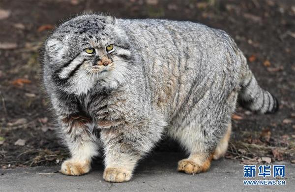 这是3月20日在俄罗斯莫斯科动物园拍摄的一只兔狲. 新华社/卫星社