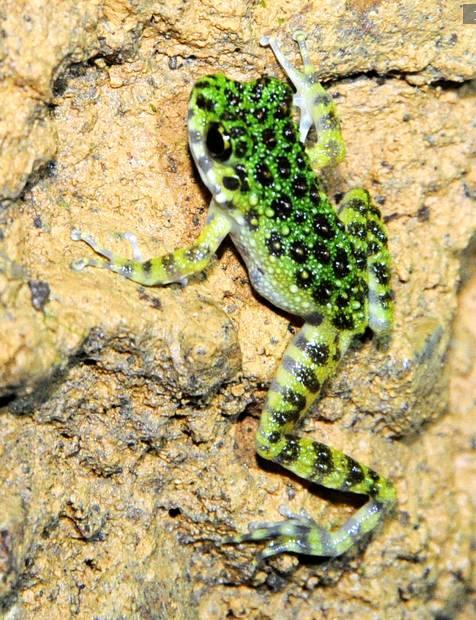 日本第一美青蛙现身叫声啾啾如鸟鸣