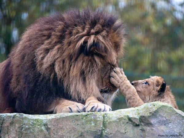 父爱如山独自抚养小狮子的狮子爸爸