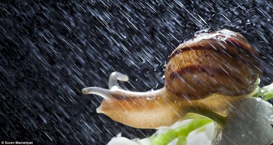 雨中蜗牛摄影图