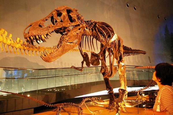 2016年福井县住宿游客增势位居第二位恐龙汇聚人气