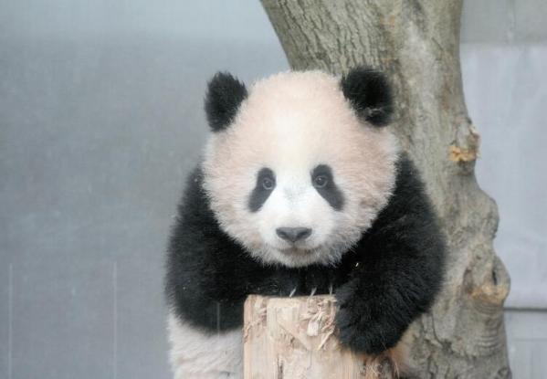 上野动物园熊猫宝预约超24万中签率仅144比1