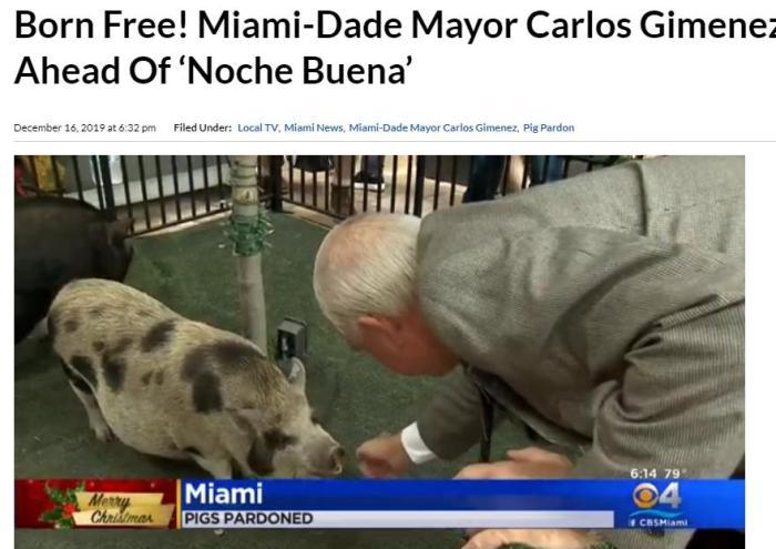 不用被吃掉了这两只小猪获圣诞节特赦令图