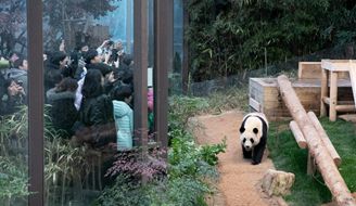 熊猫“福宝”回国在即 韩国民众依依不舍