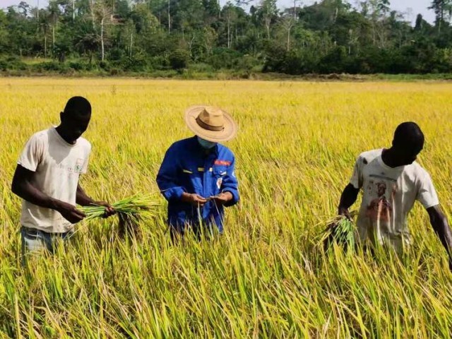 资讯有故事丨中国农业专家:将“致富的种子”播撒在科特迪瓦田间地头
