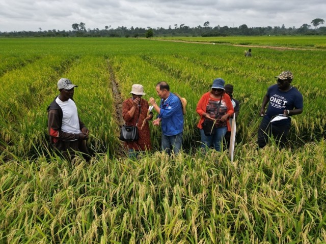 资讯有故事丨中国农业专家:将“致富的种子”播撒在科特迪瓦田间地头