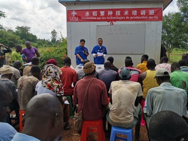 资讯有故事丨中国农业专家:将“致富的种子”播撒在科特迪瓦田间地头