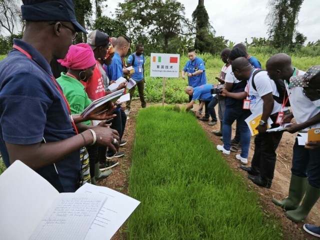 资讯有故事丨中国农业专家:将“致富的种子”播撒在科特迪瓦田间地头