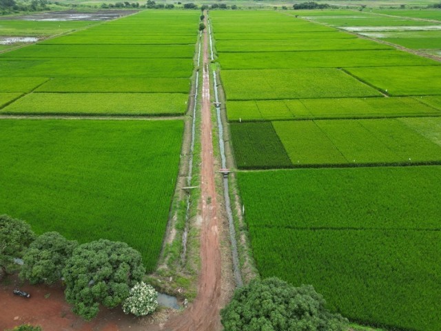 资讯有故事丨中国农业专家:将“致富的种子”播撒在科特迪瓦田间地头