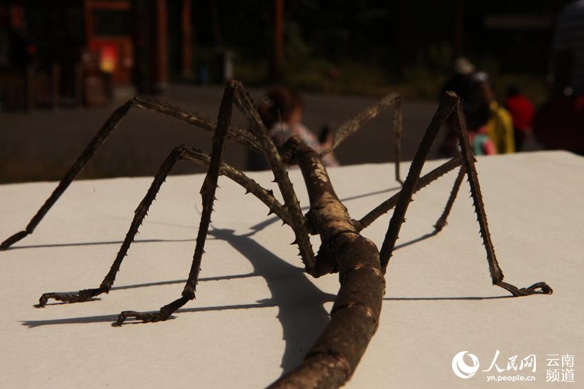 巨型竹节虫现身云南普洱体长超40公分形似钢铁战士