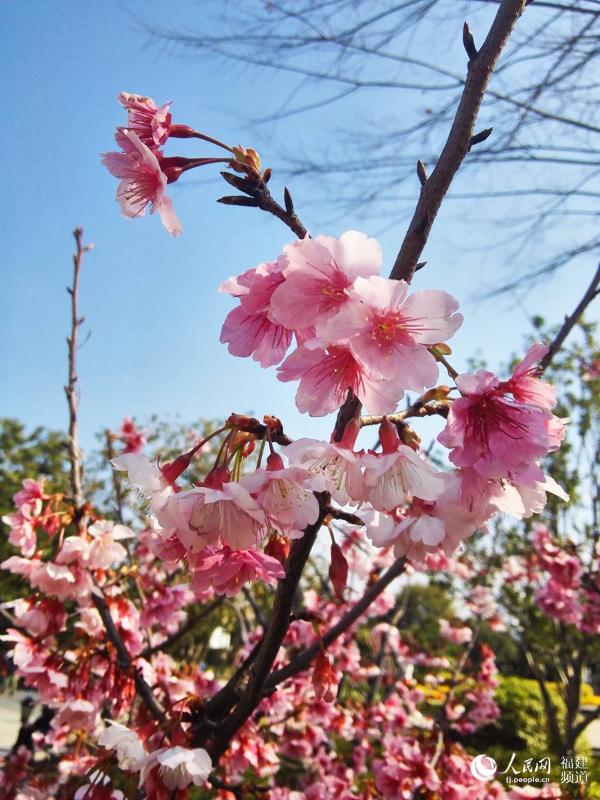 组图:福州市区樱花盛开 吸引市民观赏拍照