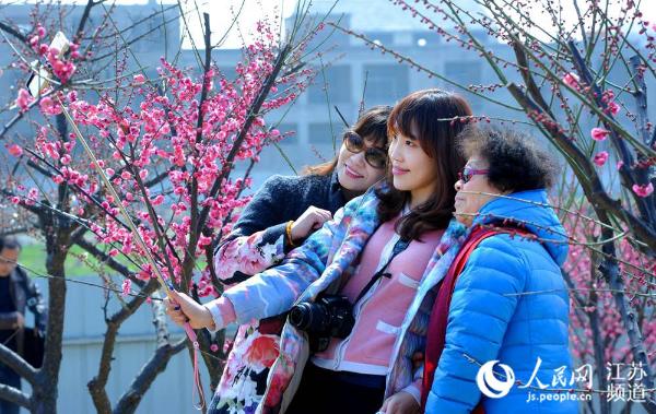 游人在梅花丛中自拍合影.