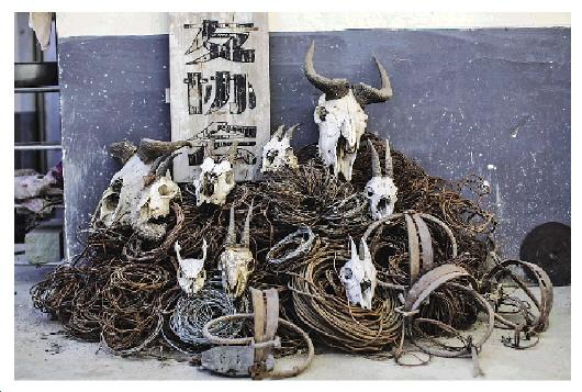 当天拆掉12根猎套,发现了一卷猎人留下的尼龙绳,但未发现猎人的身影.