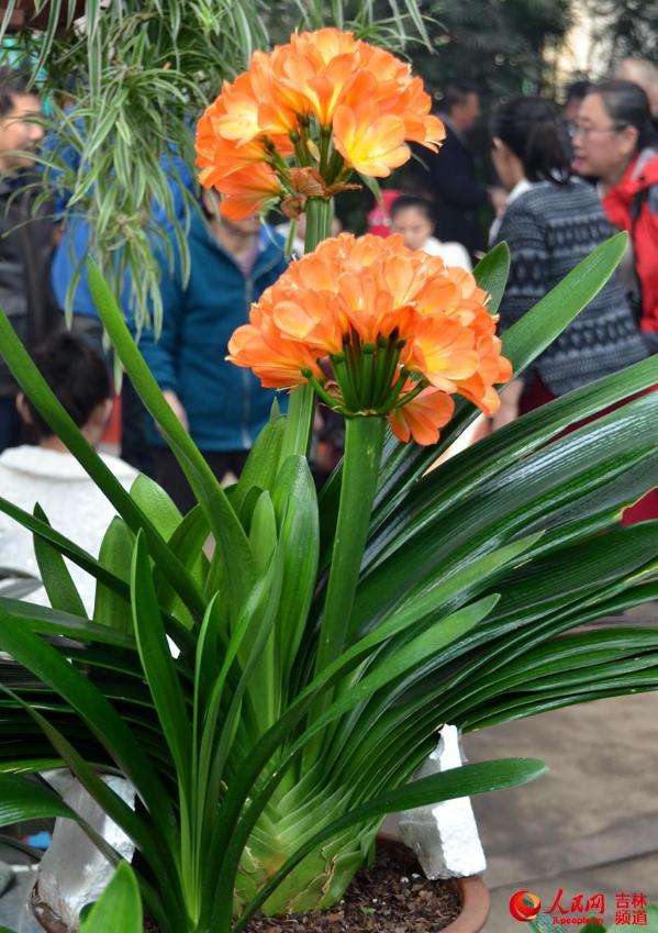 长春君子兰节:市花风采 悠然绽放